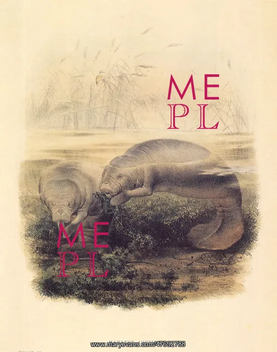  : Caribbean Manatee