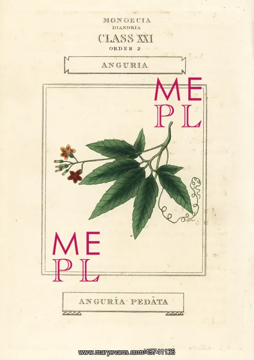 : Caribbean pygmymelon, Psiguria pedata : Caribbean pygmymelon, Psiguria pedata