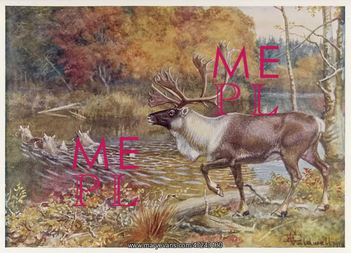 : CARIBOU / ENCY. OF SPORT : CARIBOU / ENCY. OF SPORT