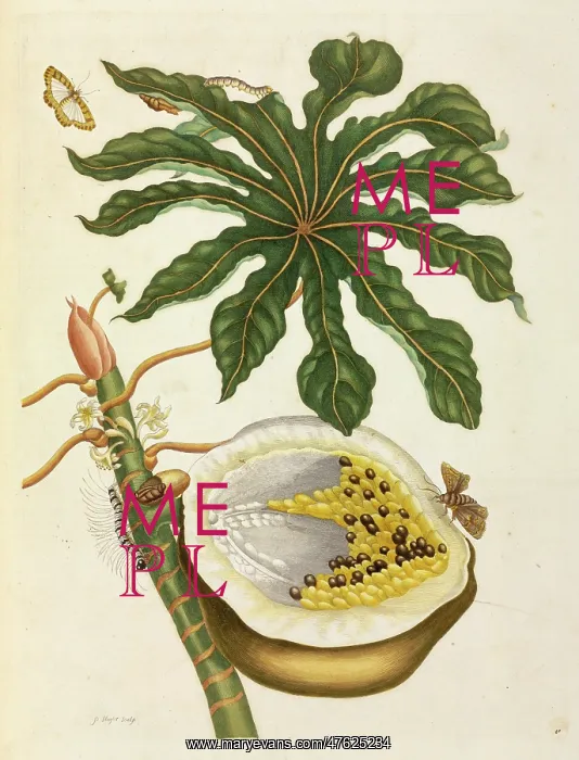 : Carica papaya, Papaya : Carica papaya, Papaya