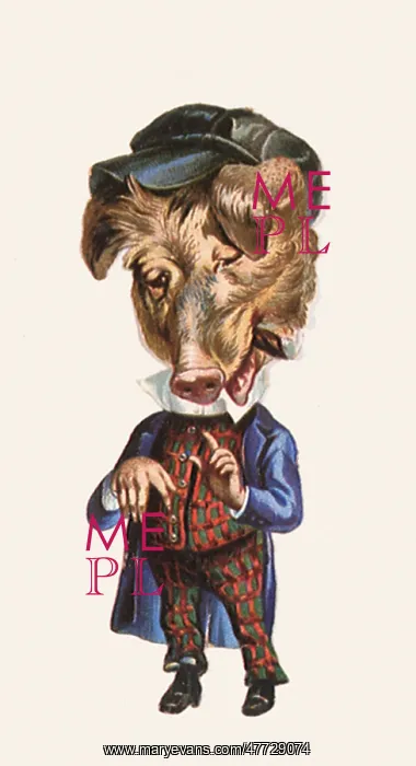 : Caricatured Pig : Caricatured Pig