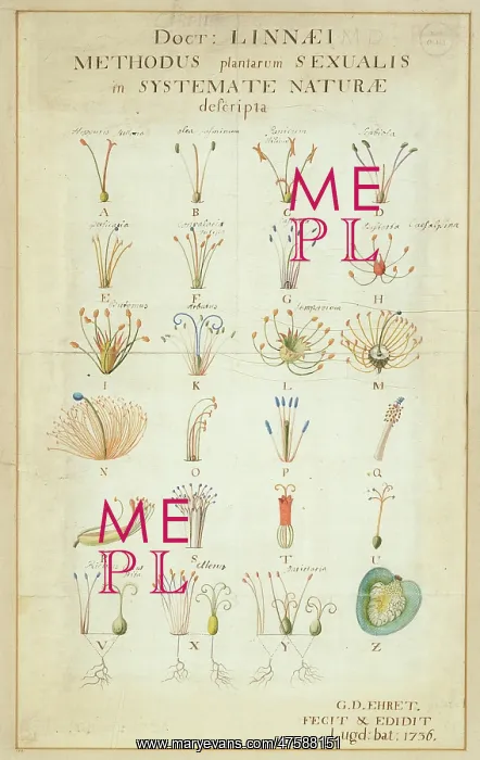 : Carl Linnaeus's Systema Naturae (1736) : Carl Linnaeus's Systema Naturae (1736)