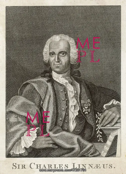 : CARL VON LINNE known as LINNAEUS : CARL VON LINNE known as LINNAEUS