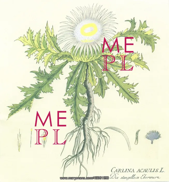 : Carline Thistle : Carline Thistle