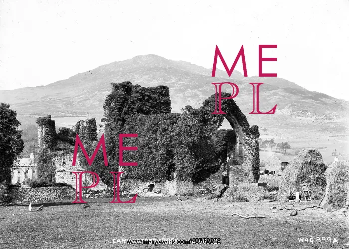 : Carlingford Abbey : Carlingford Abbey