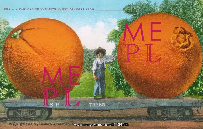 : Carload of Mammoth Navel Oranges : Carload of Mammoth Navel Oranges