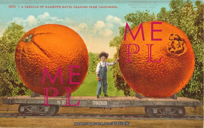 : A carload of mammoth navel oranges from California : A carload of mammoth navel oranges from California