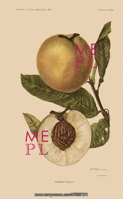  : Carman Peach
