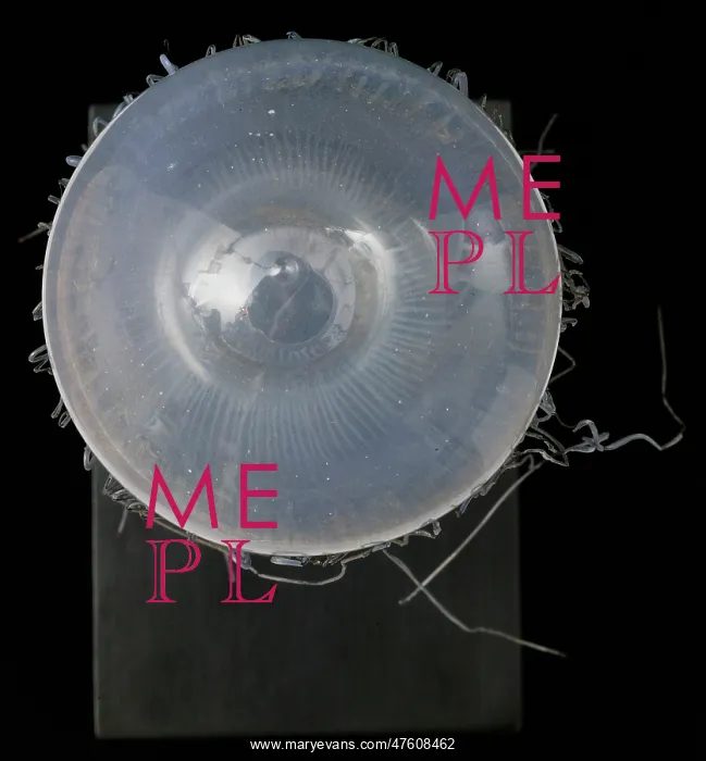 : Carmarina hastata, jellyfish : Carmarina hastata, jellyfish