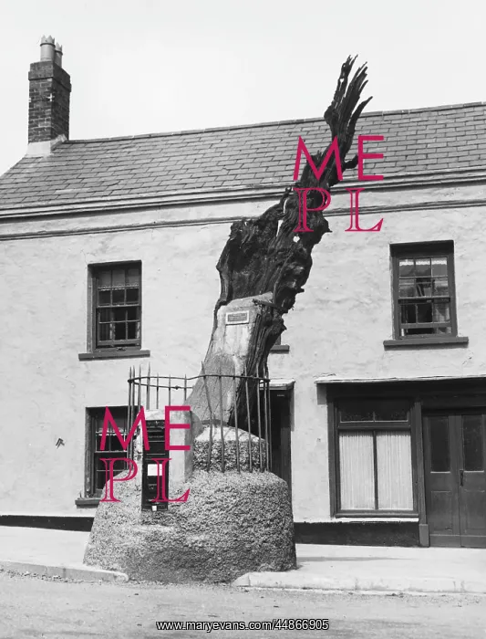 : CARMARTHEN ANCIENT OAK : CARMARTHEN ANCIENT OAK