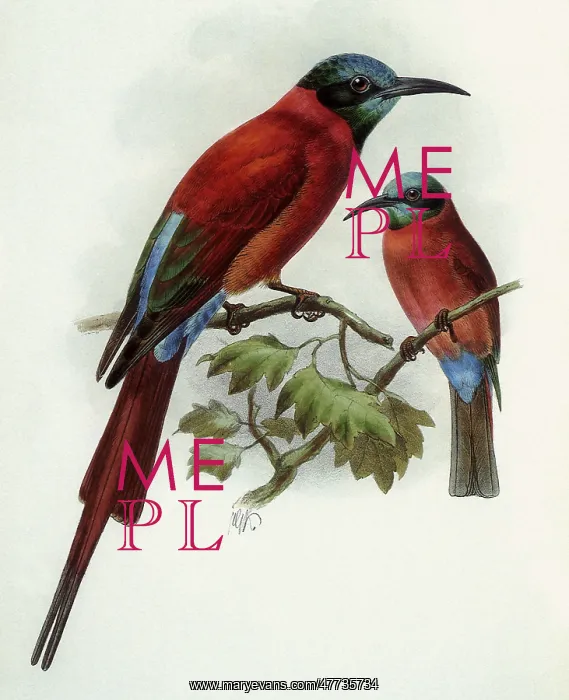 : Carmine Bee-eaters, Merops nubicus : Carmine Bee-eaters, Merops nubicus