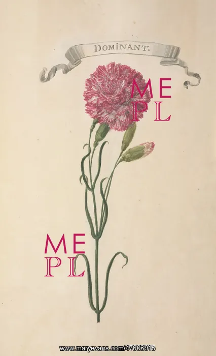 : Carnation. Illustration from Flora Exotica (1720) by Johann Gottfried Simula : Carnation. Illustration from Flora Exotica (1720) by Johann Gottfried Simula
