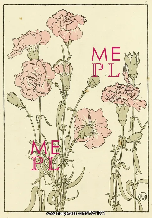 : Carnation. Decorative flower study by Jeannie Foord, of a Carnation a species of Dianthus : Carnation. Decorative flower study by Jeannie Foord, of a Carnation a species of Dianthus