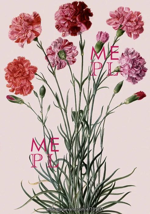 : Carnation Botanical : Carnation Botanical