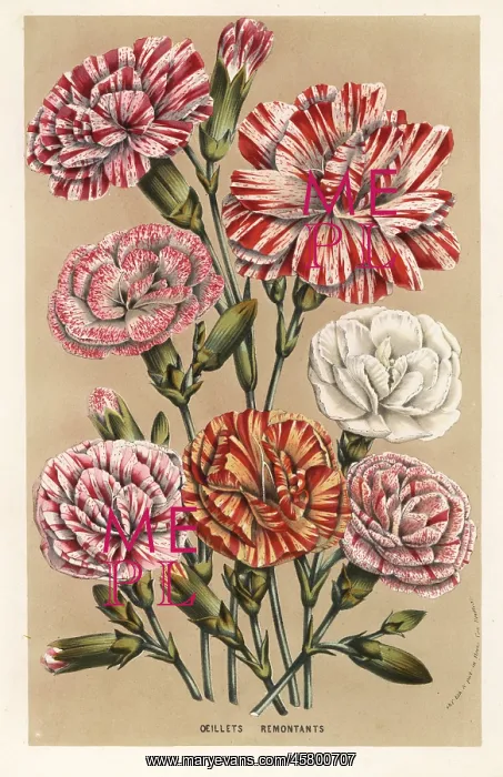 : Carnation or clove pink cultivars, Dianthus caryophyllus : Carnation or clove pink cultivars, Dianthus caryophyllus