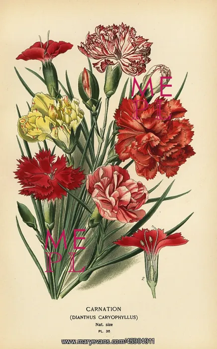 : Carnation, Dianthus caryophyllus : Carnation, Dianthus caryophyllus