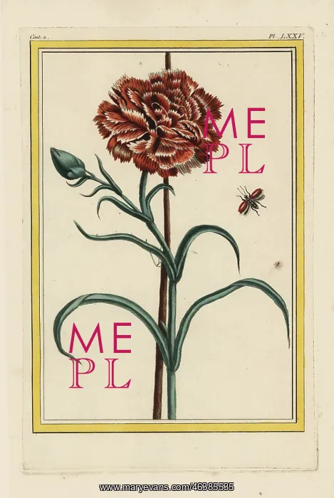 : Carnation, Dianthus caryophyllus : Carnation, Dianthus caryophyllus
