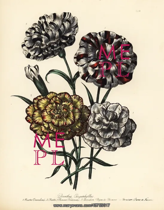 : Carnation or Dianthus caryophyllus varieties : Carnation or Dianthus caryophyllus varieties