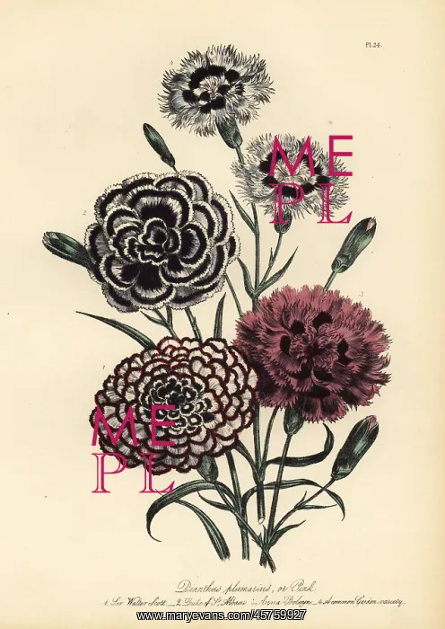 : Carnation or Dianthus plumarius varieties : Carnation or Dianthus plumarius varieties
