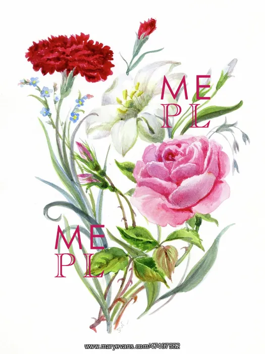 : Carnation, forget-me-not, rose and lily : Carnation, forget-me-not, rose and lily