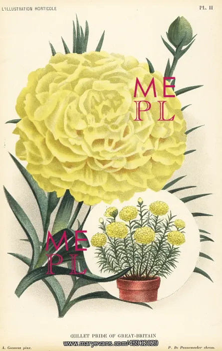 : Carnation hybrid, Pride of Great Britain : Carnation hybrid, Pride of Great Britain