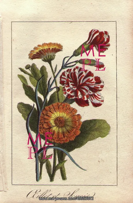 : Carnation and marigold, Dianthus caryophyllus : Carnation and marigold, Dianthus caryophyllus