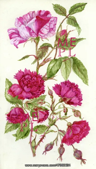  : Carnation Roses