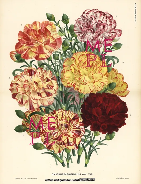 : Carnation varieties, Bizarre type, Dianthus caryophyllus : Carnation varieties, Bizarre type, Dianthus caryophyllus