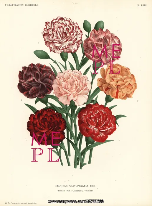  : Carnation varieties, Dianthus caryophyllus