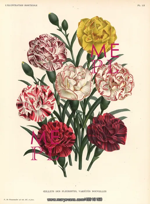: Carnation varieties, Dianthus caryophyllus : Carnation varieties, Dianthus caryophyllus