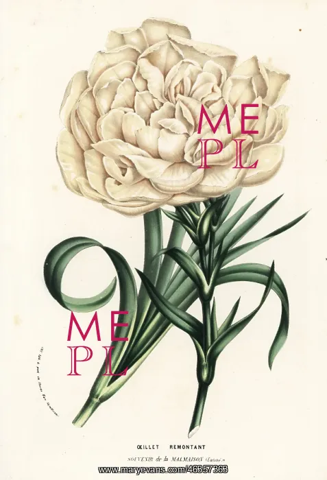 : Carnation variety, Souvenir de la Malmaison : Carnation variety, Souvenir de la Malmaison
