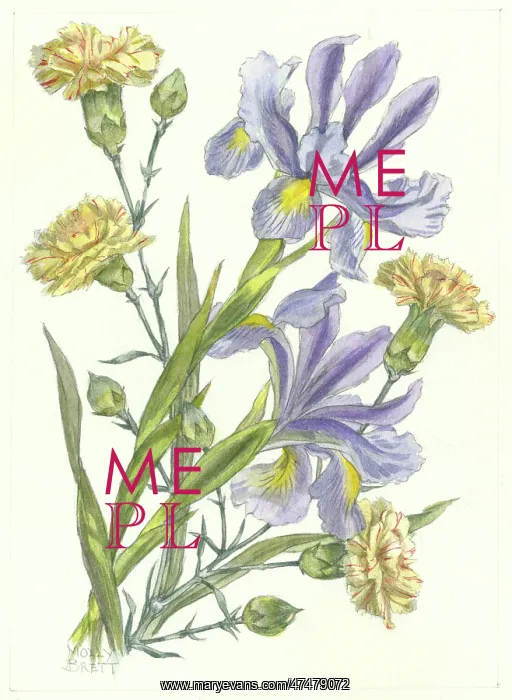 : Carnations and Dutch Irises : Carnations and Dutch Irises