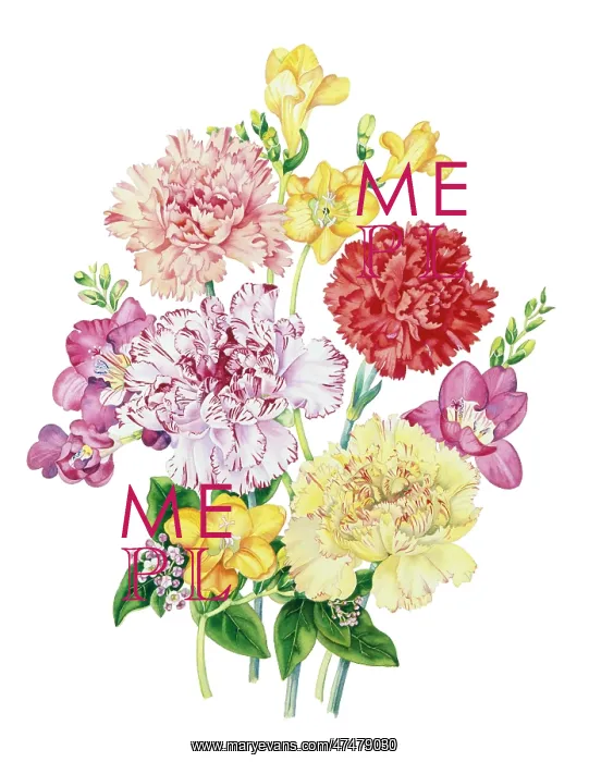 : Carnations and Freesias : Carnations and Freesias