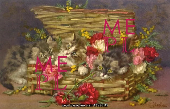 : Carnations and Kittens : Carnations and Kittens