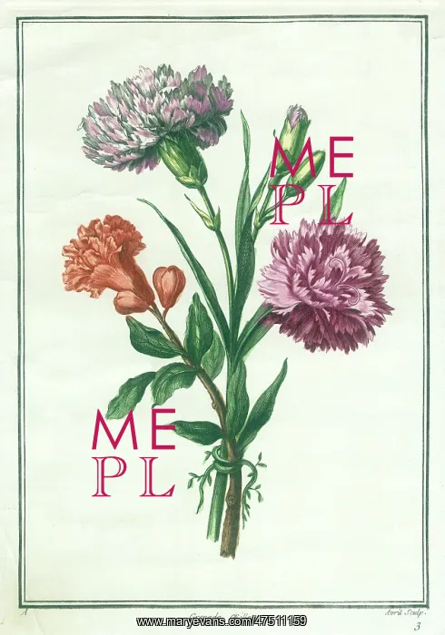  : Carnations - orange, mauve and pink flowers