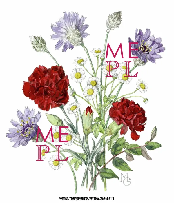 : Carnations, Scabious and Daisies : Carnations, Scabious and Daisies