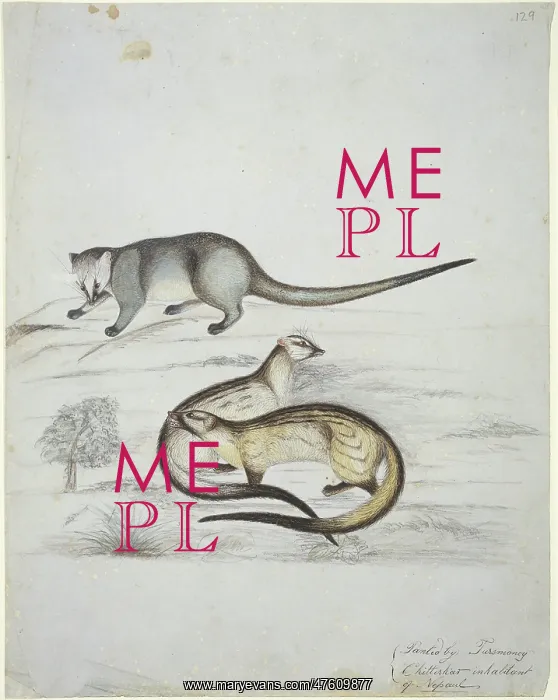: Carnivora (order), carnivore : Carnivora (order), carnivore