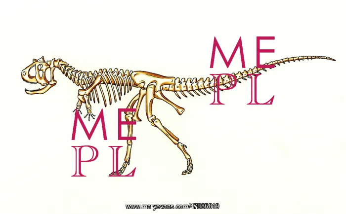 : Carnotaurus skeleton : Carnotaurus skeleton