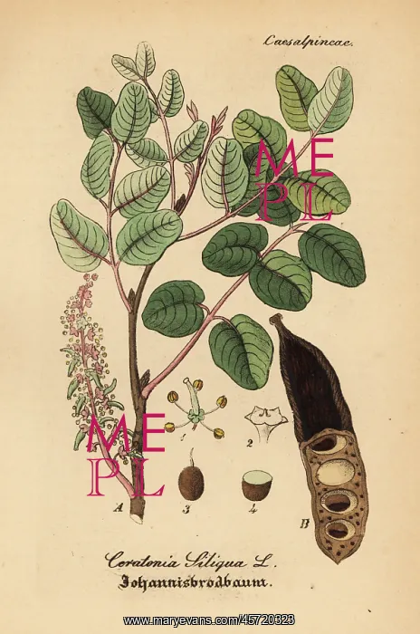 : Carob tree, Ceratonia siliqua : Carob tree, Ceratonia siliqua