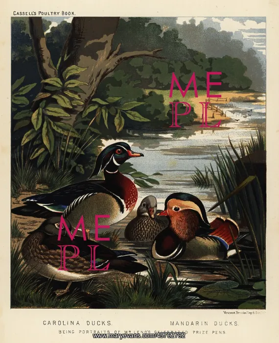 : Carolina ducks, Aix sponsa, and Mandarin ducks, Aix : Carolina ducks, Aix sponsa, and Mandarin ducks, Aix