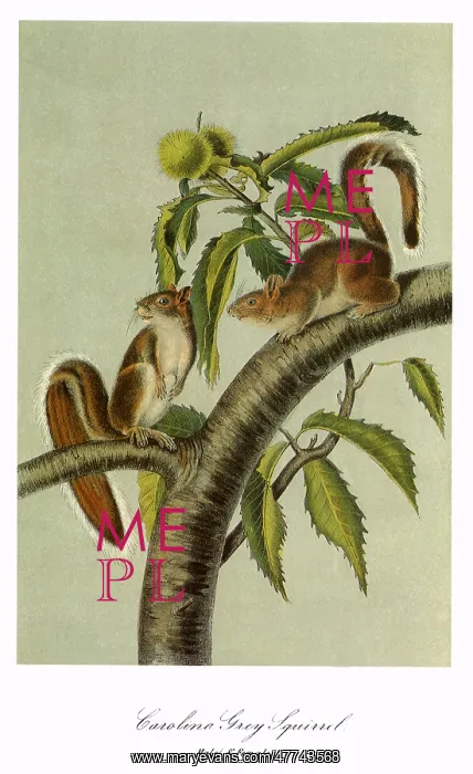  : Carolina Grey Squirrels