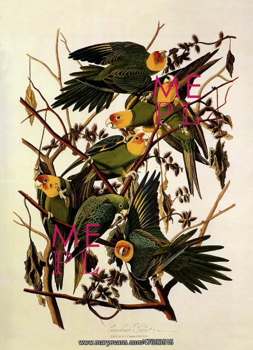 : Carolina Parakeet, Conuropsis carolinensis : Carolina Parakeet, Conuropsis carolinensis