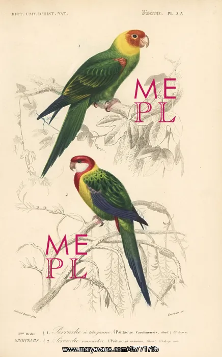 : Carolina parakeet (extinct) and eastern rosella : Carolina parakeet (extinct) and eastern rosella
