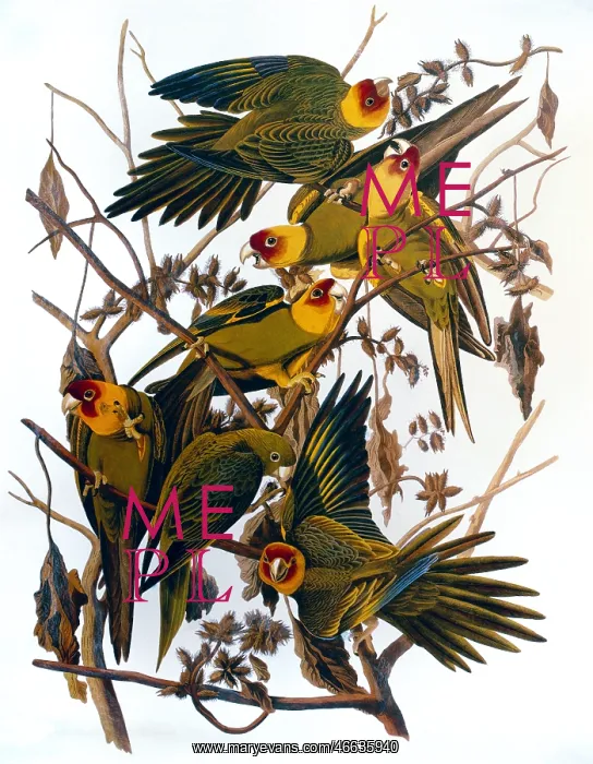  : Carolina Parakeets