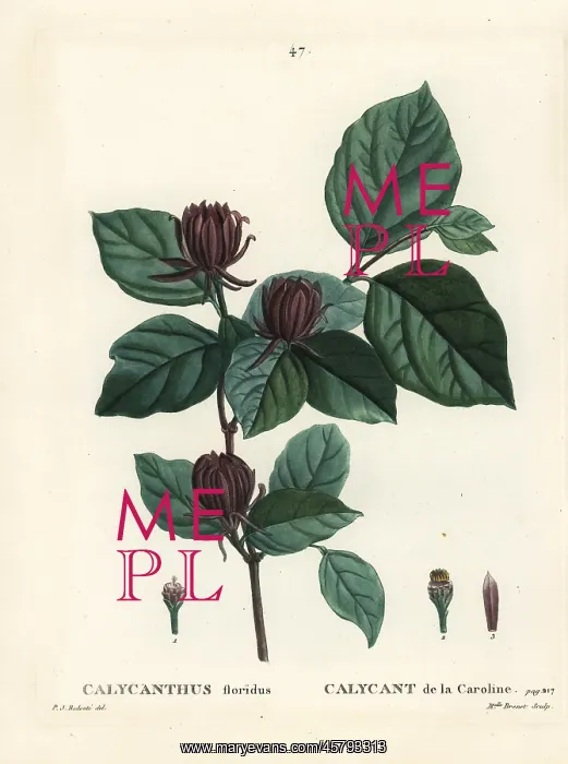 : Carolina spicebush or eastern sweetshrub : Carolina spicebush or eastern sweetshrub