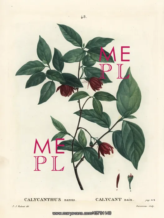 : Carolina spicebush or eastern sweetshrub : Carolina spicebush or eastern sweetshrub