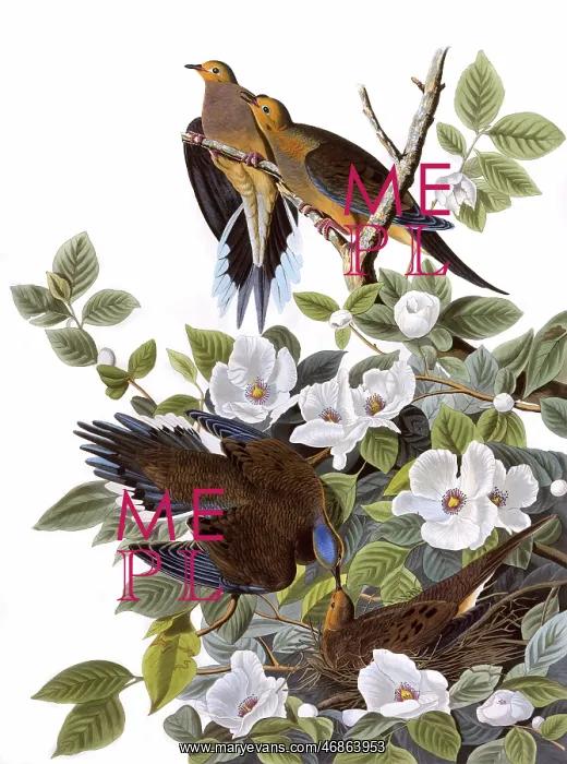 : Carolina Turtle Dove, by John James Audubon : Carolina Turtle Dove, by John James Audubon