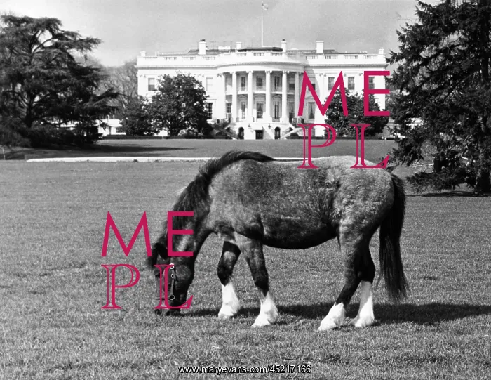 : Caroline Kennedy's pony Macaroni pastures ? : Caroline Kennedy's pony Macaroni pastures ?
