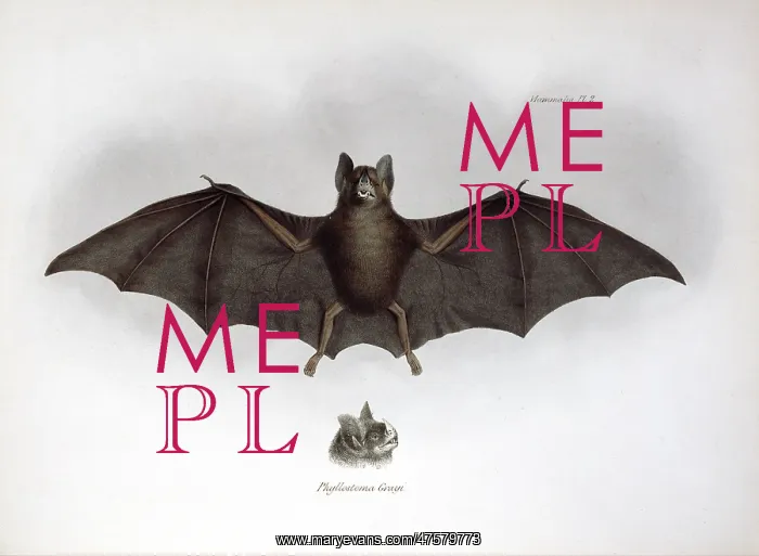 : Carollia brevicauda, silky short-tailed bat : Carollia brevicauda, silky short-tailed bat