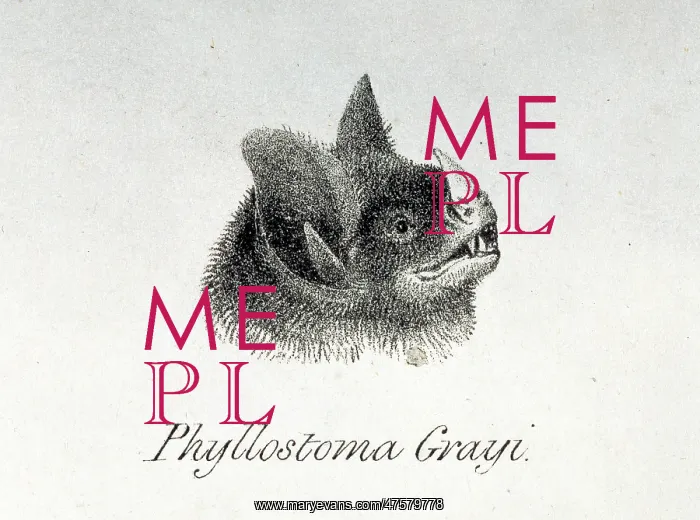 : Carollia brevicauda, silky short-tailed bat : Carollia brevicauda, silky short-tailed bat